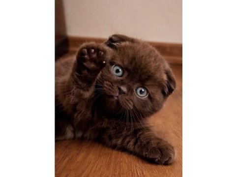 Özel olmak isteyene çikolata scottish fold