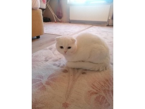 Scottish fold 2 aylık yavru
