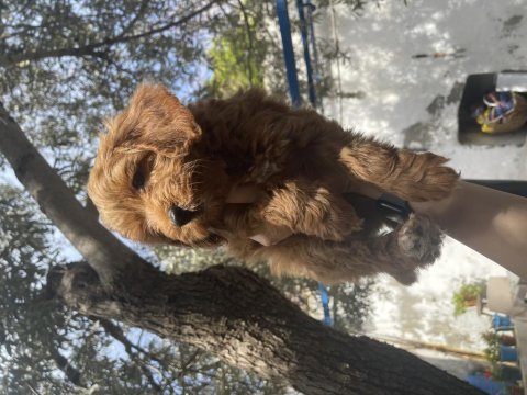 Dişi red brown toy poodle