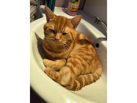 Behlül - 1 yaşında scottish shorthair