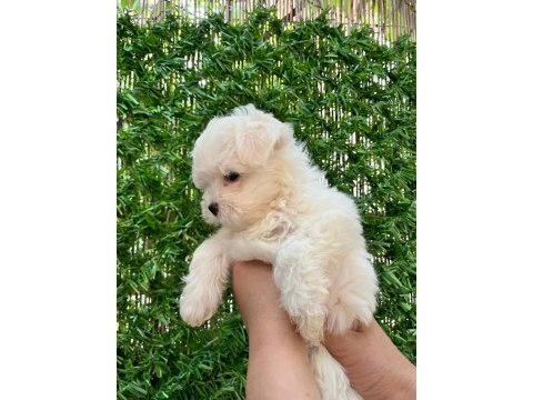 Maltipoo bebekler