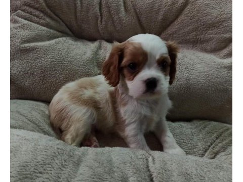 Cavalier king charles yavrular