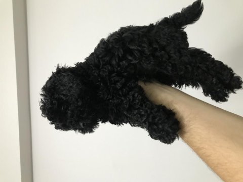 Siyah toy poodle erkek