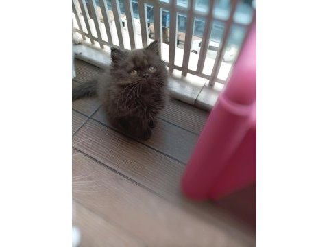 British shorthair ve british longhair yavrular