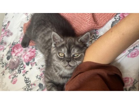 2 aylık son kalan british longhair yavrumuz