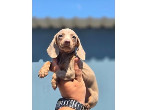 Yurtdışından dachshund yavrular