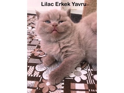 British shorthair lilac erkek yavru