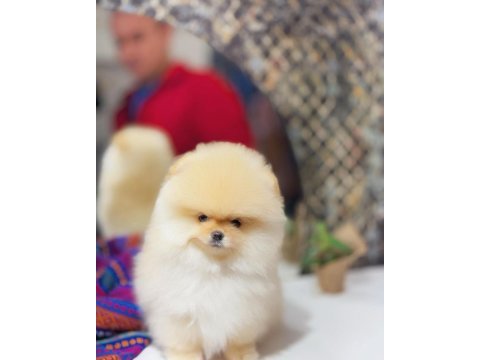 Tedy bear pomeranian boo