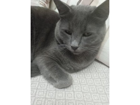 Russian blue kedimiz oyun canlısı
