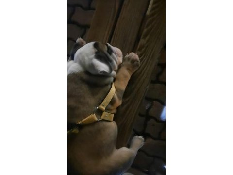 Tombik english bulldog yavrumuz