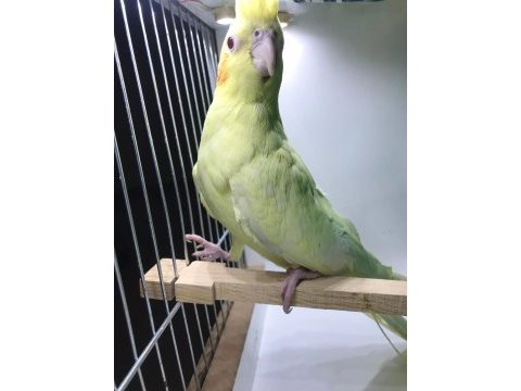 Videolu 10 aylık dişi kırmızı göz lutino sultan papağanı