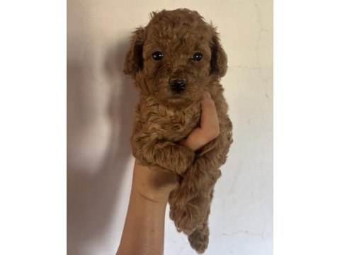 Tüm türkiyeye toy poodle yavru