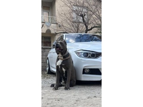 Dişi erkek eş cane corso