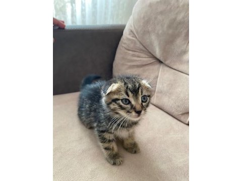 Yeni yavru scottish fold