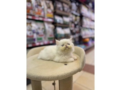 Persian erkek yavrumuz