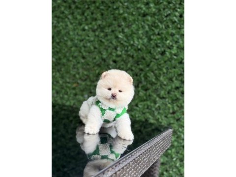 Üst kalite pomeranian boo