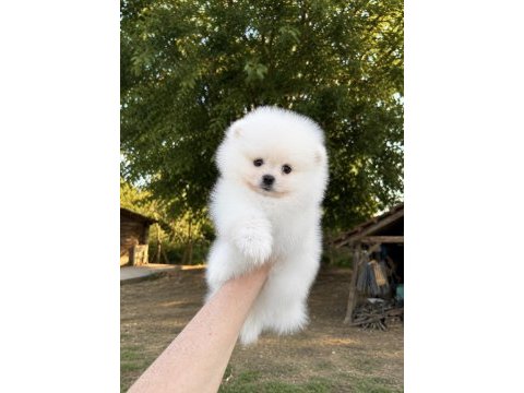 Kartopu gibi pomeranian boo ayı surat