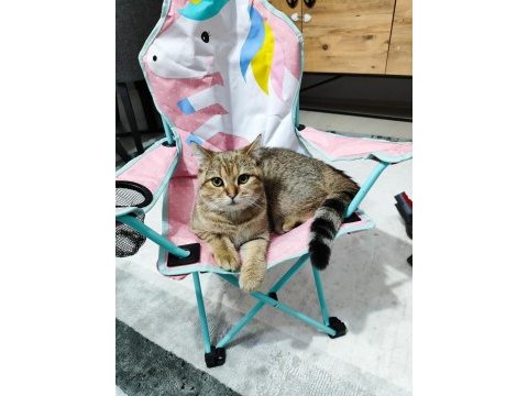 7 aylık yavru british shorthair kedimiz