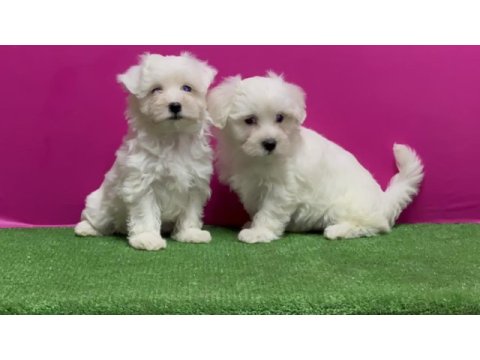 Maltese terrier yavru