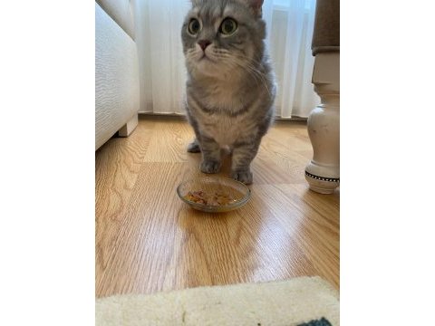 Scottish fold kedim
