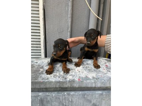 A kalite doberman yavrular