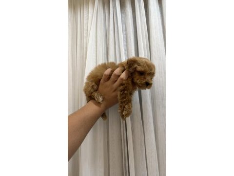 Teacup kore maltipoo yavrusu