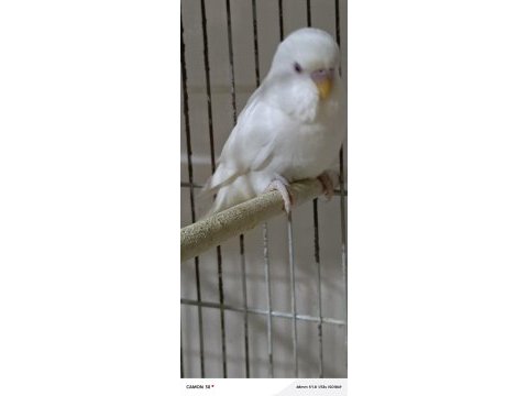 Sahiplendirme muhabbet kuşlarımız