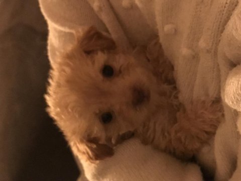 Yavru maltipoo!