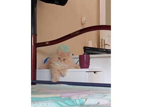 Oğlumuza dişi chinchilla arıyoruz