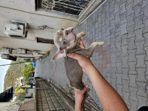 Premium kalite french bulldog yavruları