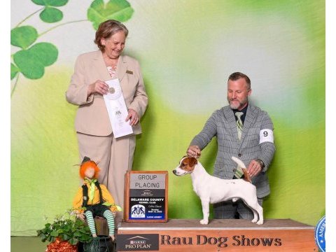 Fcı şecereli safkan ve sağlıklı jack russell terrier