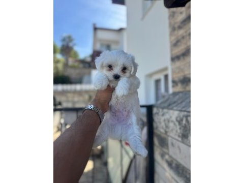 Orjinal maltese yavruları