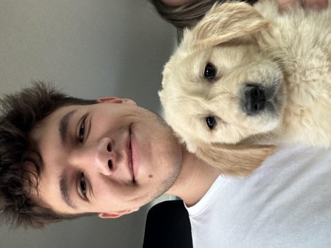3 aylık akıllı golden retriever yavru