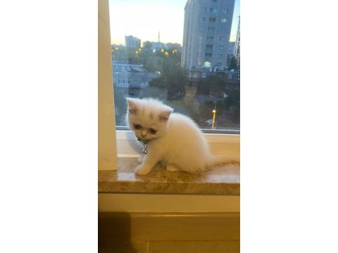 2 aylık dişi british shorthair