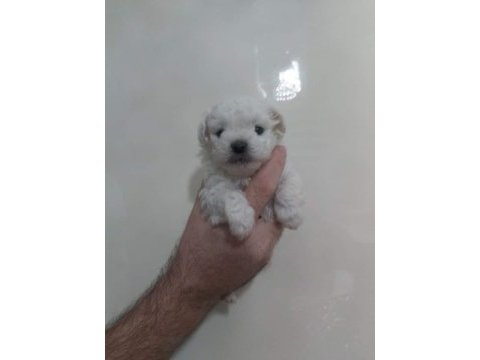 Maltese yavrular