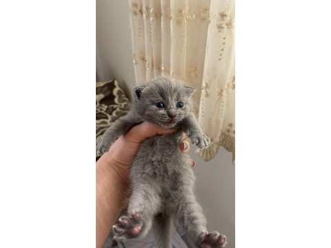 Scottish fold yavrularımız yeni sahiplerini bekliyor