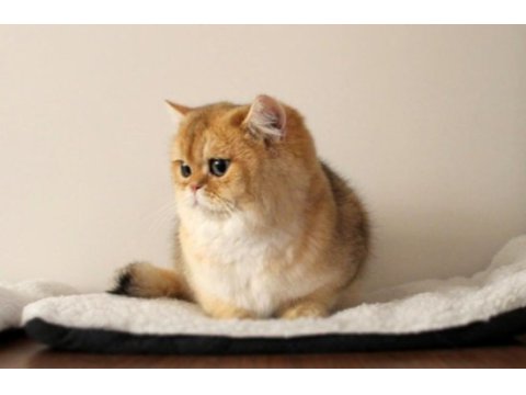En güzel golden renk british shorthair yavru