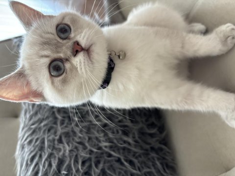 British shorthair dişi blue point