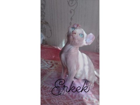 Erkek sfenks elf yavru