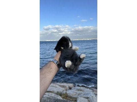 Safkan hollanda cüce ve mini tavşanlar gönderilir