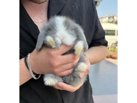 Safkan hollanda lop mini lop ve cüce tavşanlar