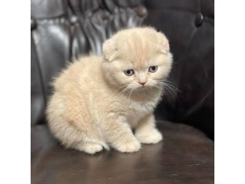 Scottish fold golden