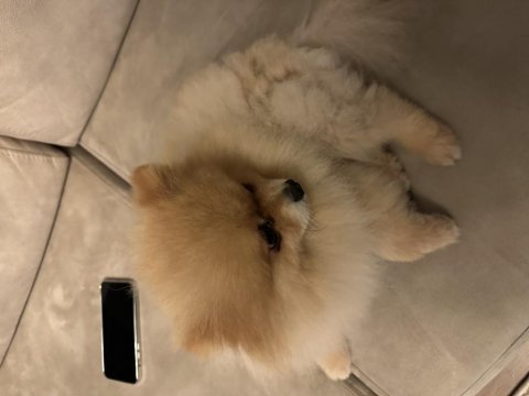 Pomeranian oğlumuz yeni eş adaylarını aramaktadır