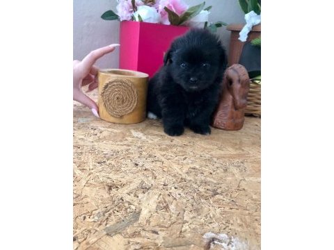 Minyatür morkie yavrular