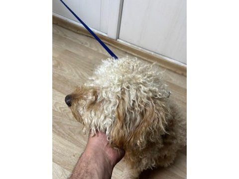 Oyuncu ilgi bağımlısı poodle