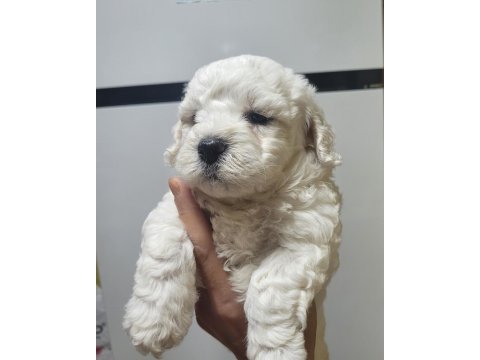 0 numara maltese terrier bebekler