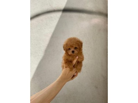 Show kalite teacup dişi maltipoo yavrularımız