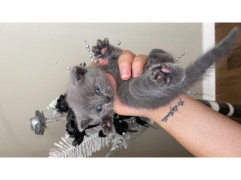Orijinal ırk scottish fold
