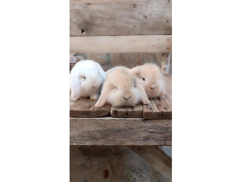 Lop tavşanı