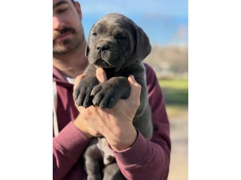 A şecereli cane corso yavrular kapıda ödeme mevcuttur